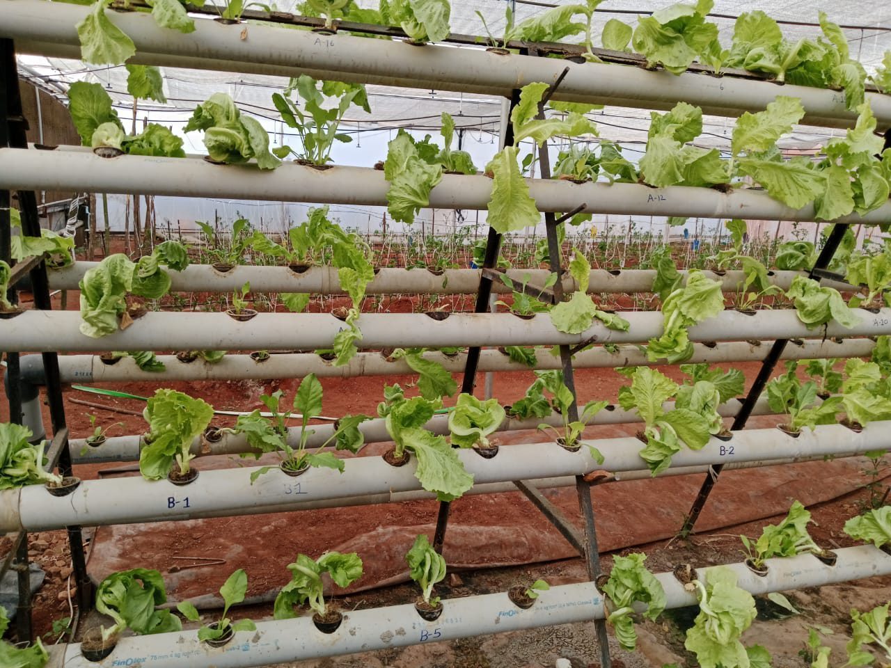 Vertikale Hydroponik-Türme mit jungen Pflanzen vor einer Wand mit dem Schriftzug HYDROPONICS.