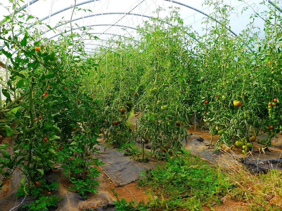Gewächshaus mit reihenweise angebauten Tomatenpflanzen.